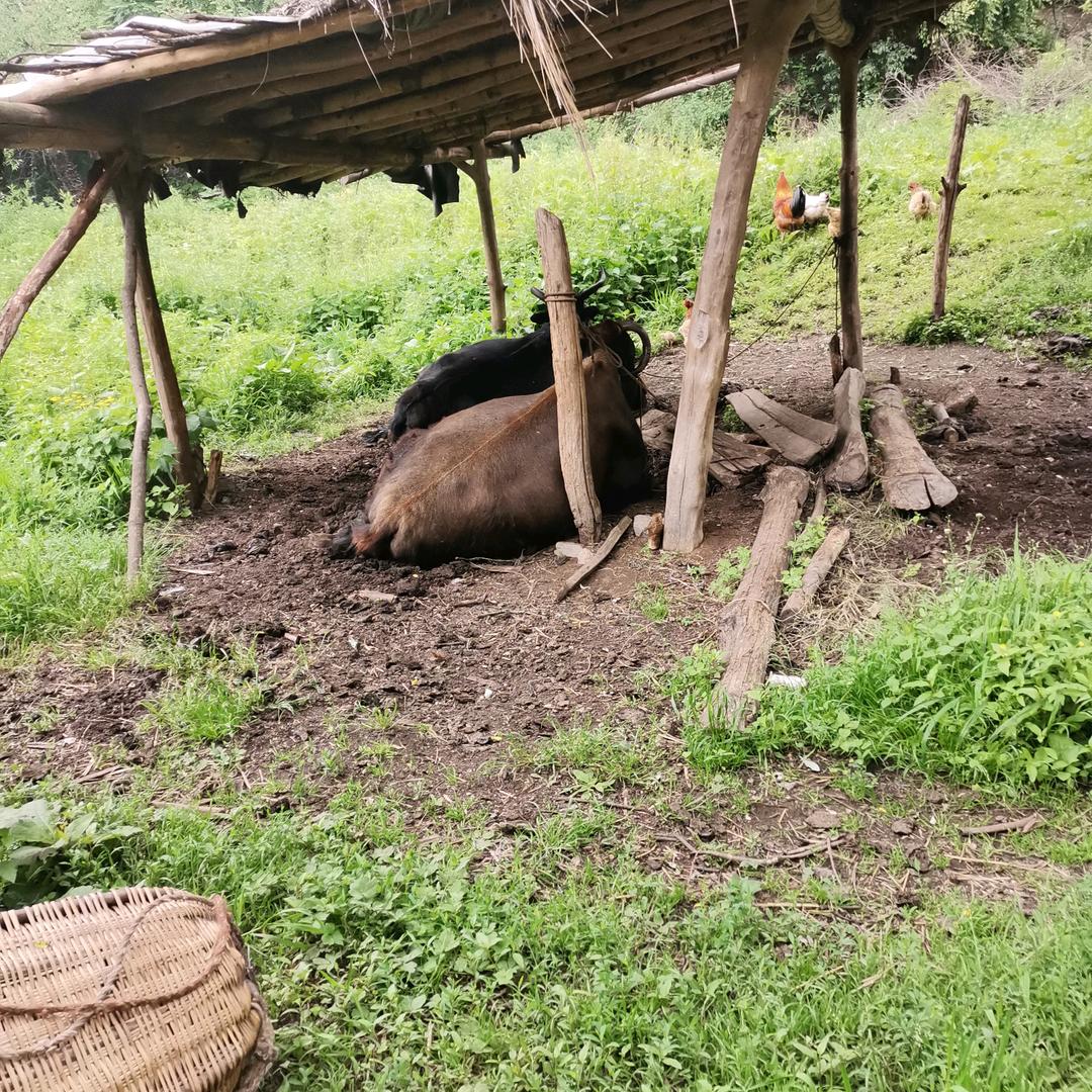 💖灰♈️意冷🍌