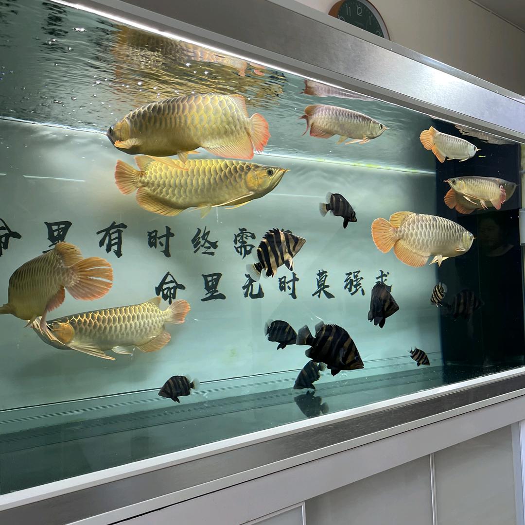 老王养鱼