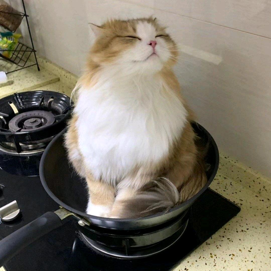 快乐糯米狗