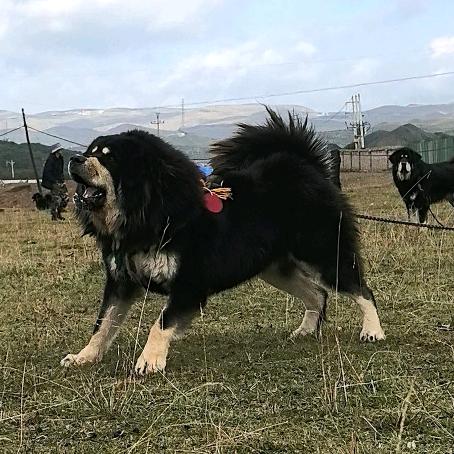 甘南啸天河曲獒园