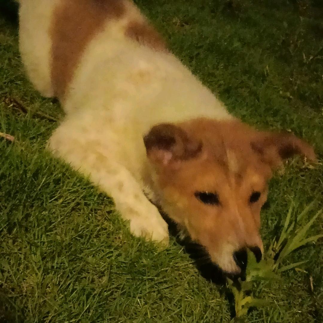麦羹