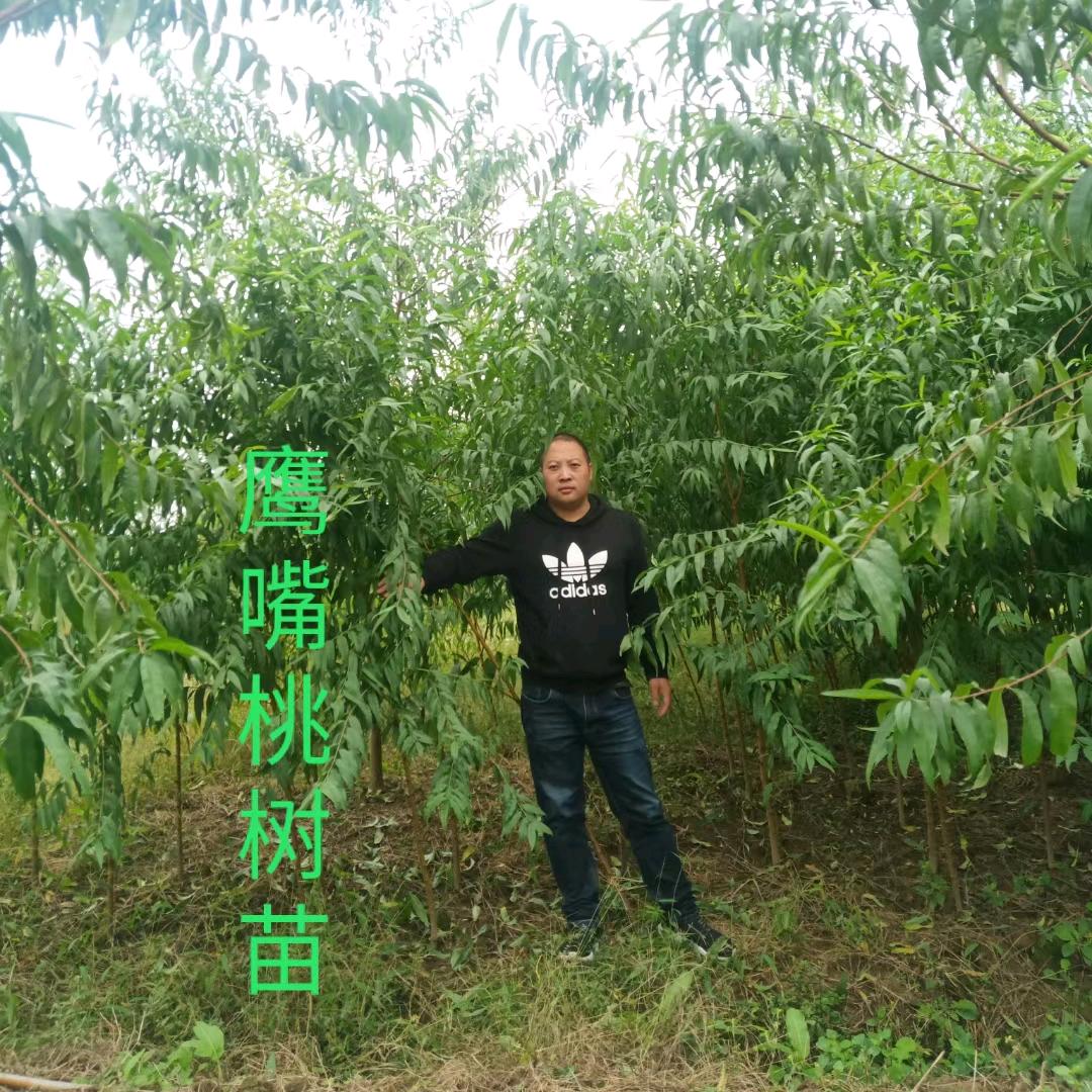 黄舣🍑鹰嘴桃种植基地