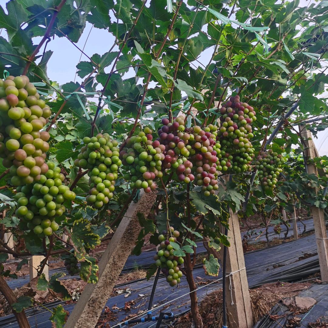 宾川县董哥植保店（个体工商户）