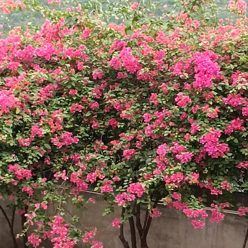 将心比心💞