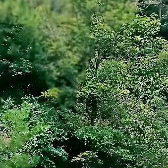 🌳💐