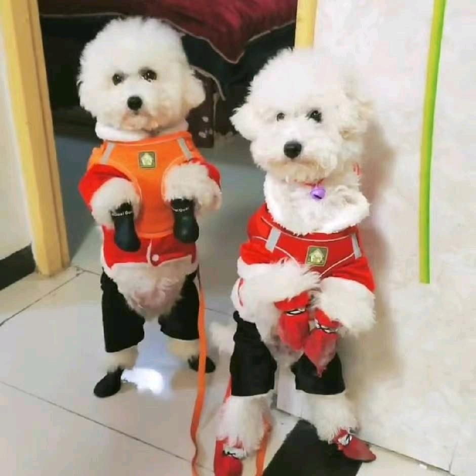 旺 旺 财 宝 麻麻