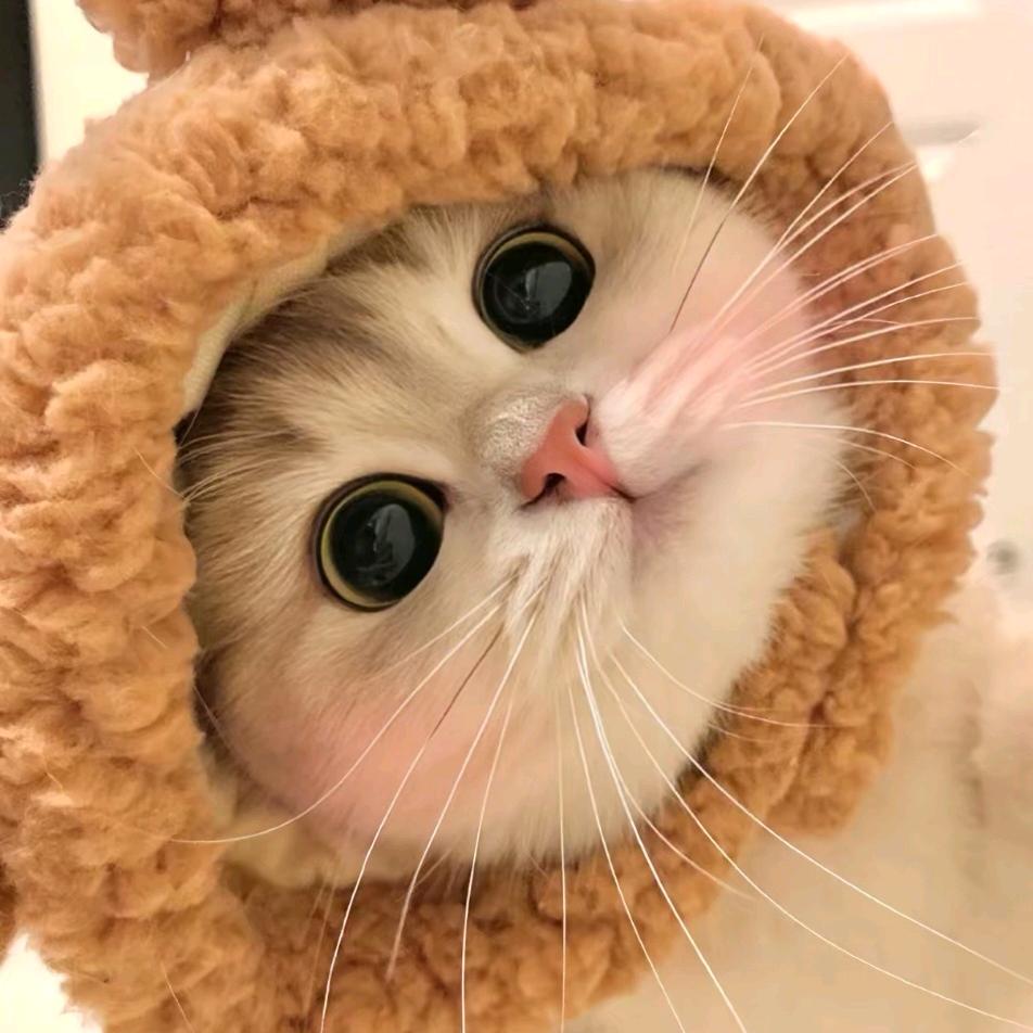 一只幸运猫🐱