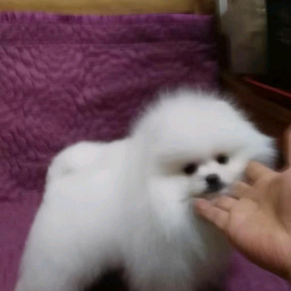 奔驰的骏马博美乐园