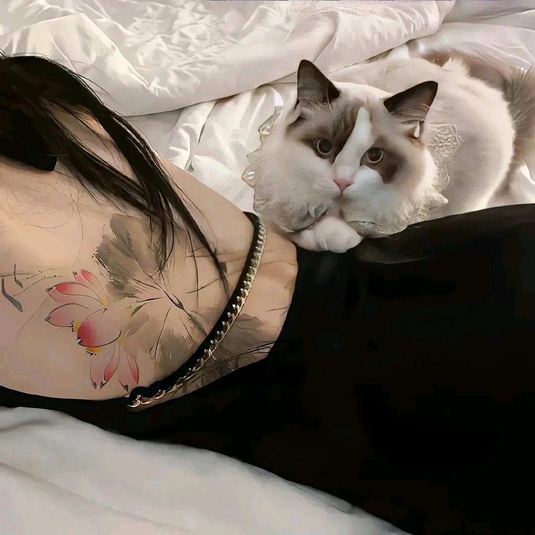 夜猫猫大大大₍˄·͈༝·͈˄*₎੭