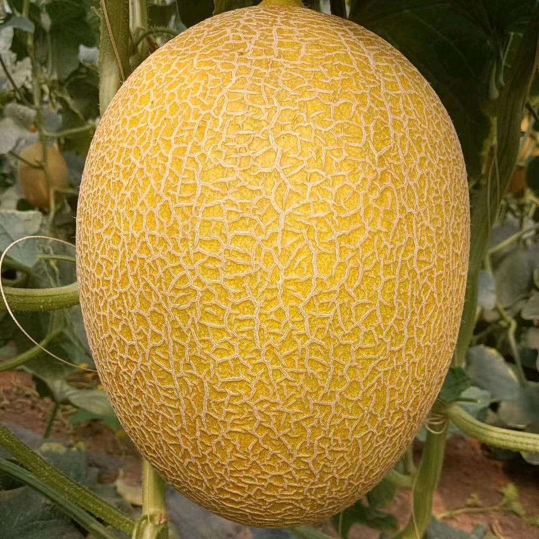 苏坤代，瓜果蔬菜