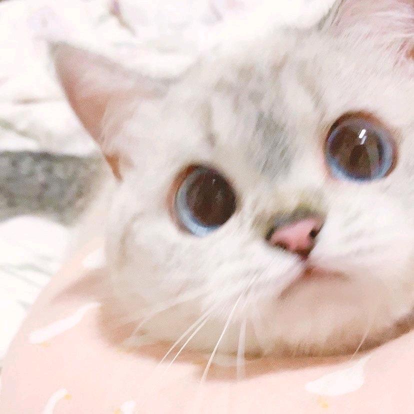 呆呆小奈贝