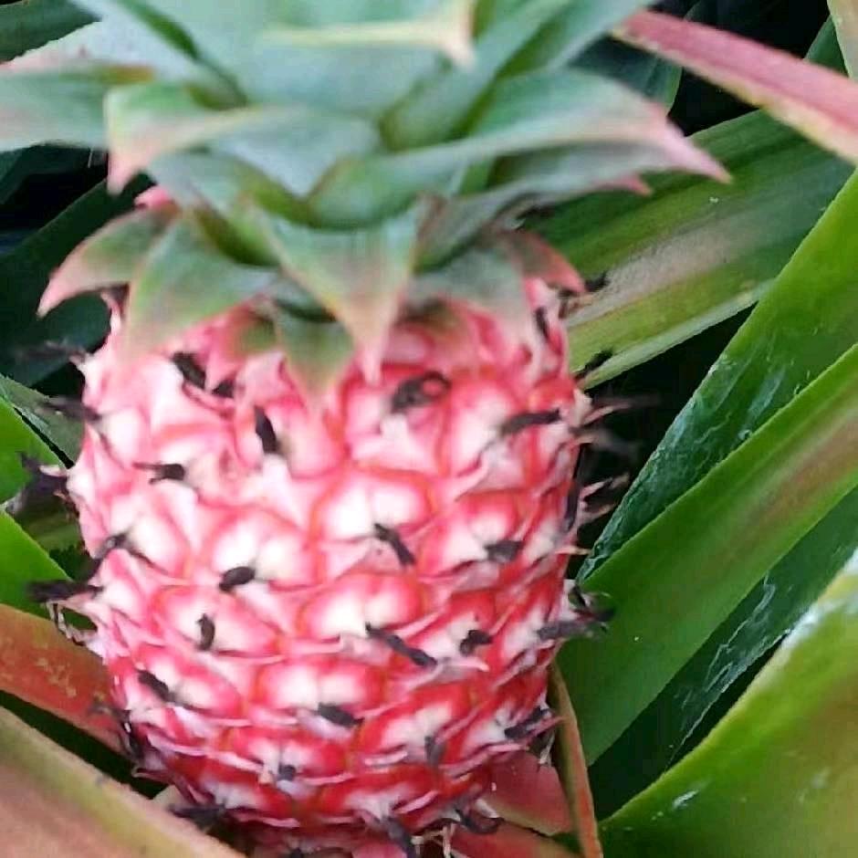 👑澧州 绿之鲜