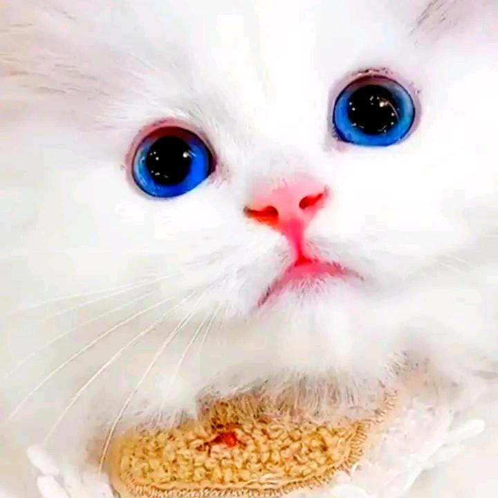 小小小小小鸟
