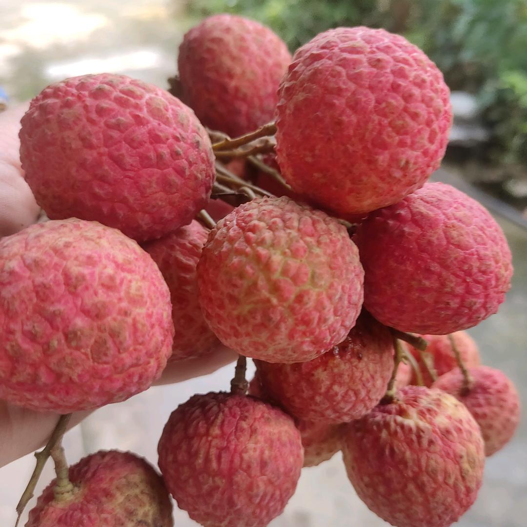 鑫得利果树苗木专营店