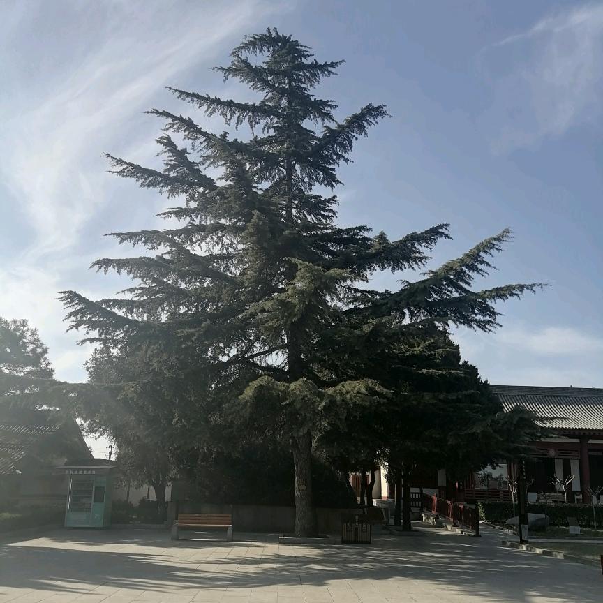 拓利
