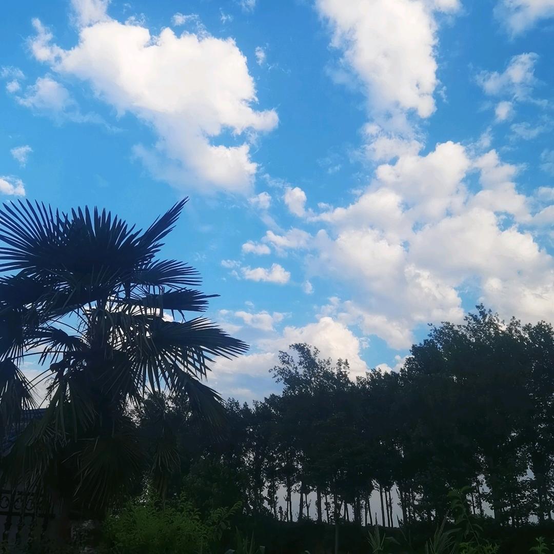 河南表哥