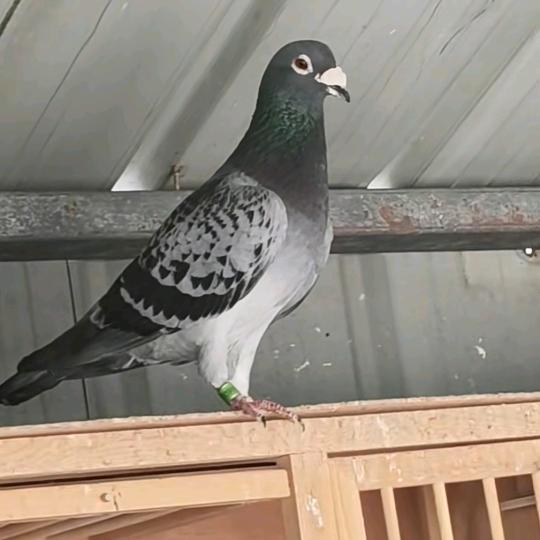 天雯赛鸽JINZHONGTAO