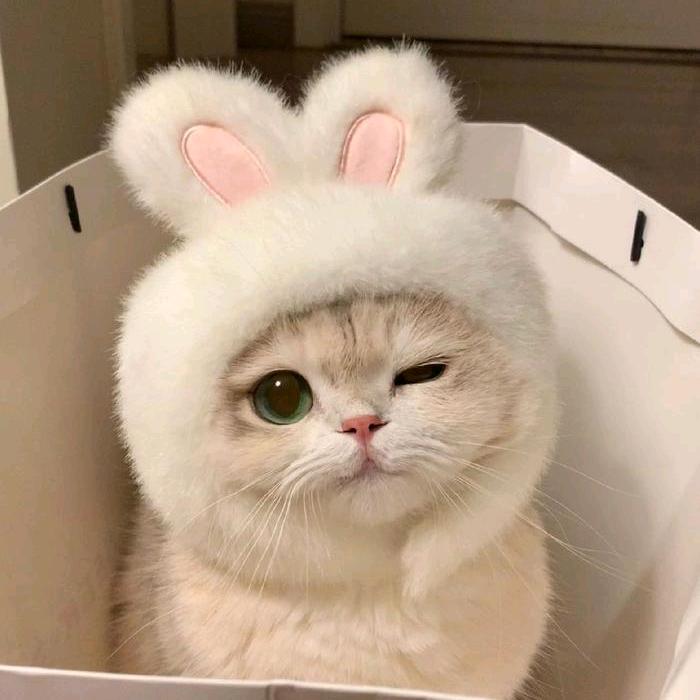 欢欢有才艺