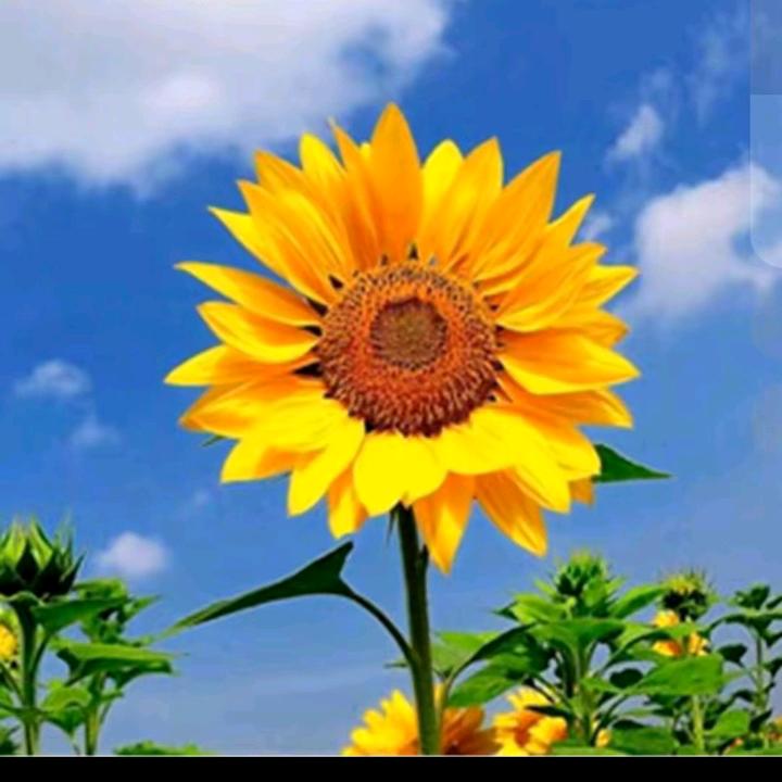 用户5024904496001郑礼