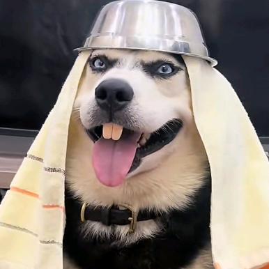 啊哈，毛多多！