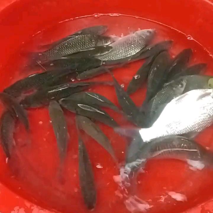 野钓周鹏