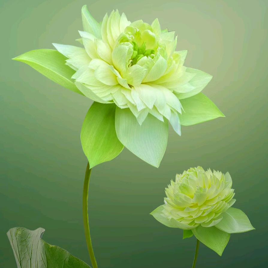 好运莲连