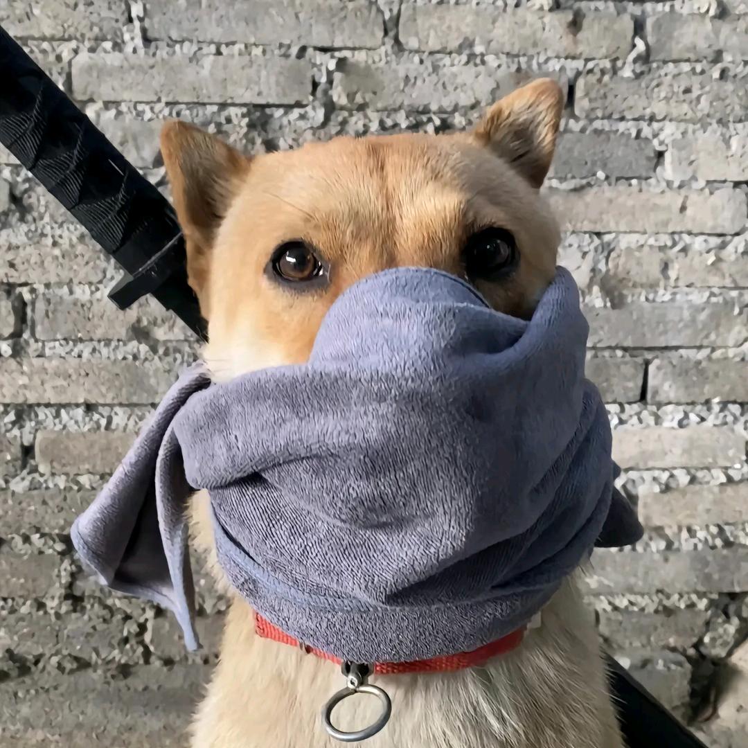 野牛突突