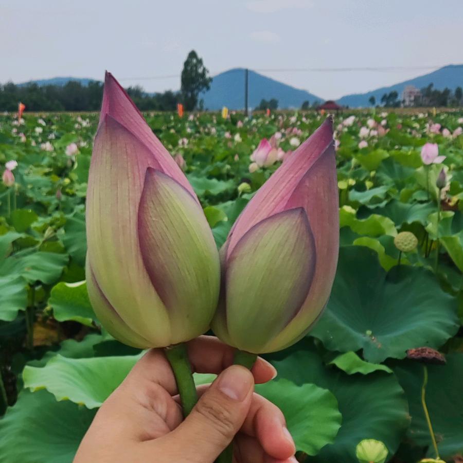 姹紫嫣红，顺遂平安🌿🌸