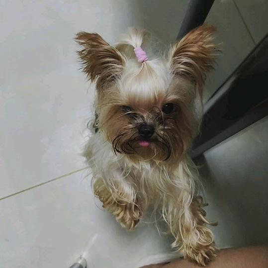 约克夏，马尔济斯繁育犬舍