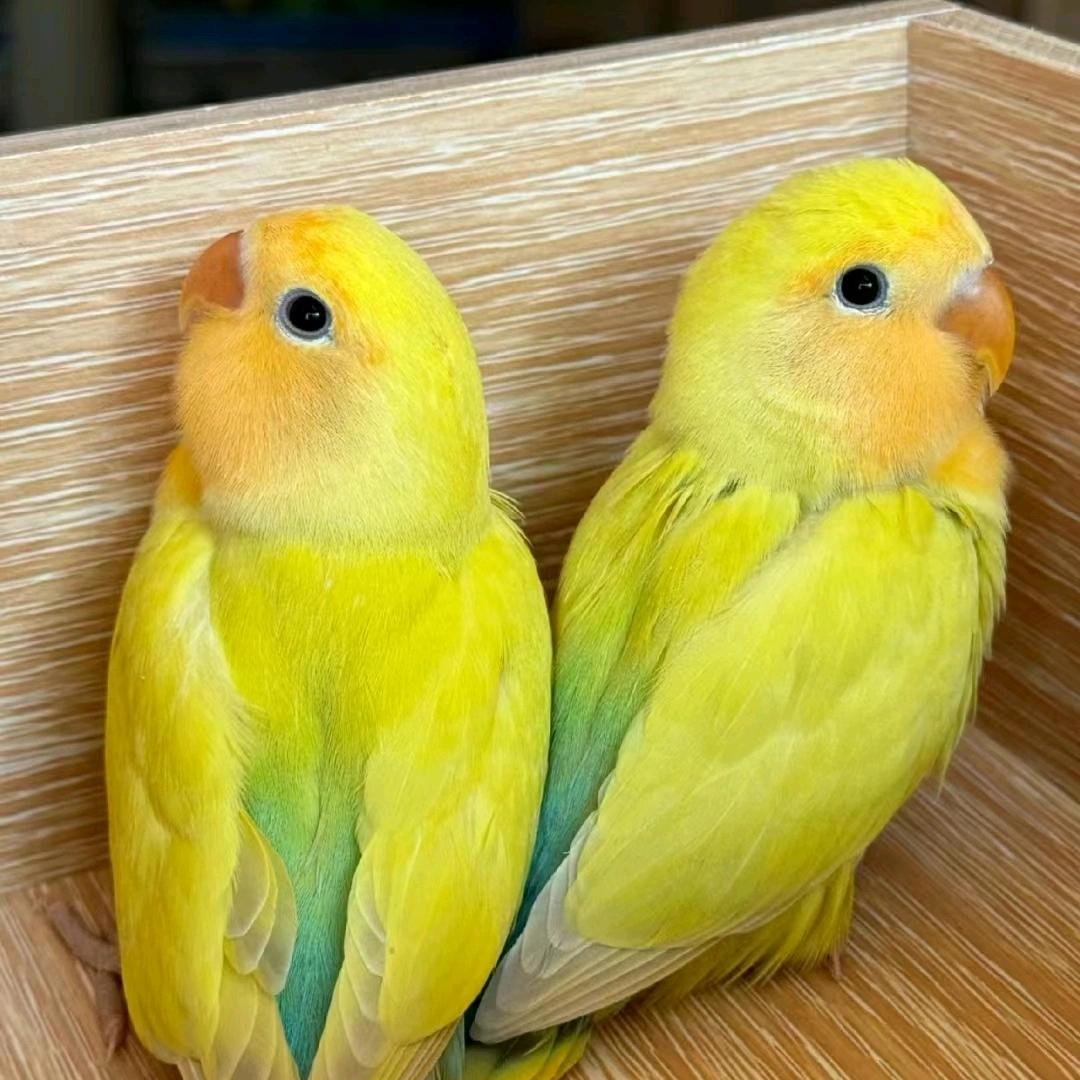 鹦园小屋手养小鹦鹉