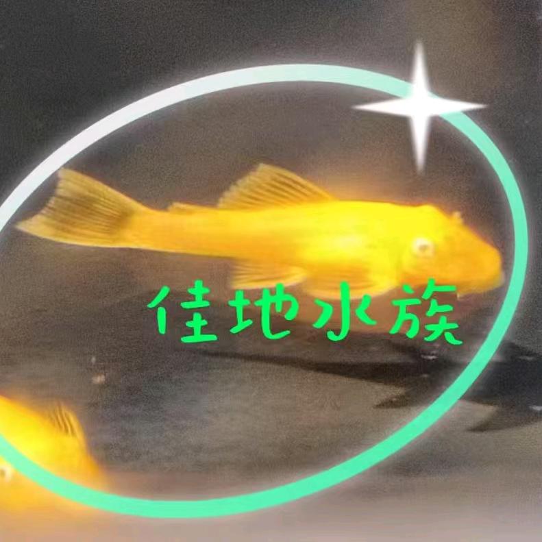 佳地水族