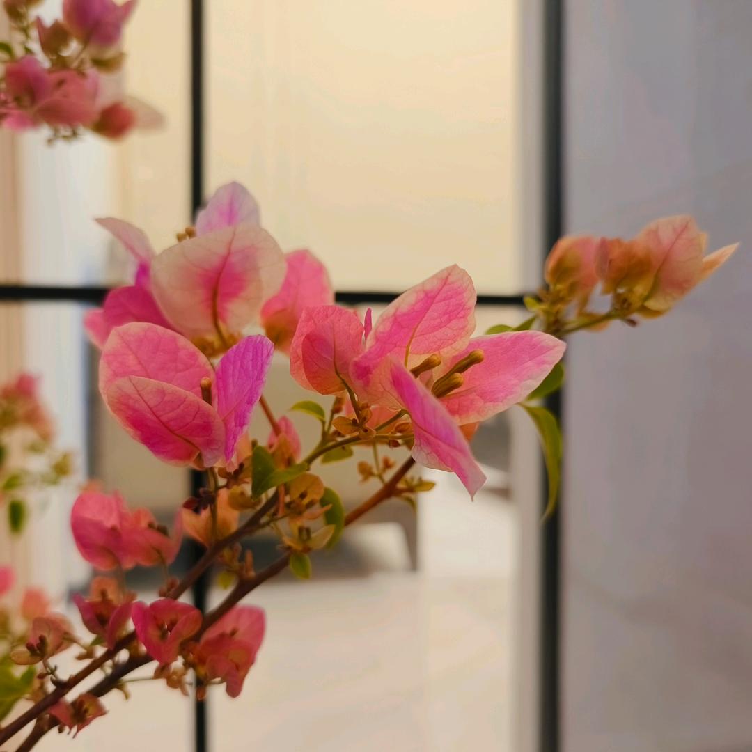 小白兔吃萝卜