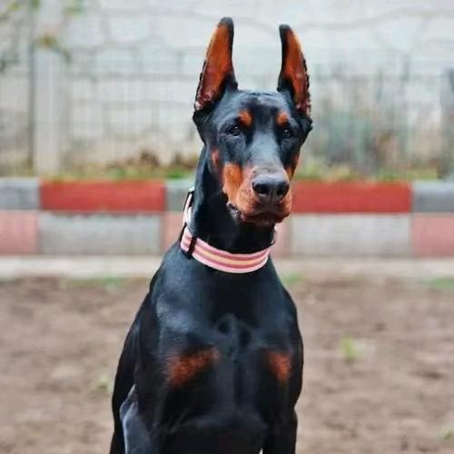 圣元犬舍小高杜宾