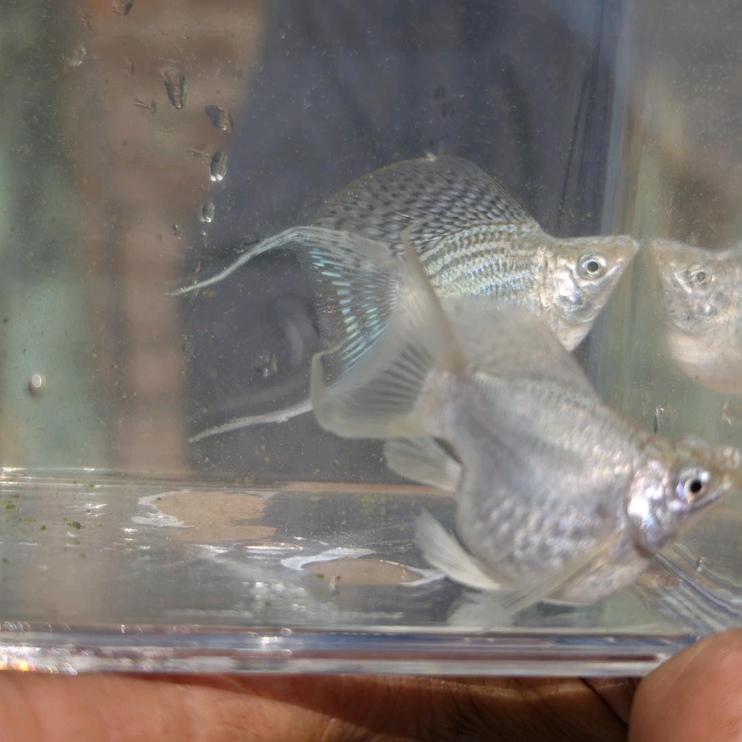 文子的水族馆