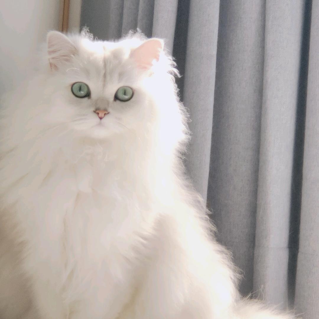 三只小崽🐶🐰🐱