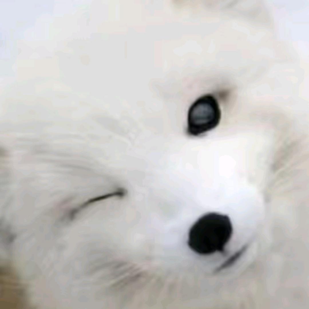 一只笑狸