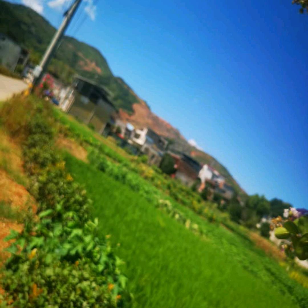 桃花开🌸。爱跳舞大号