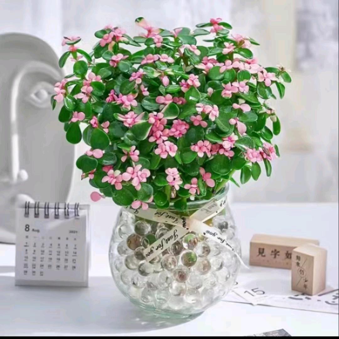 金枝玉叶