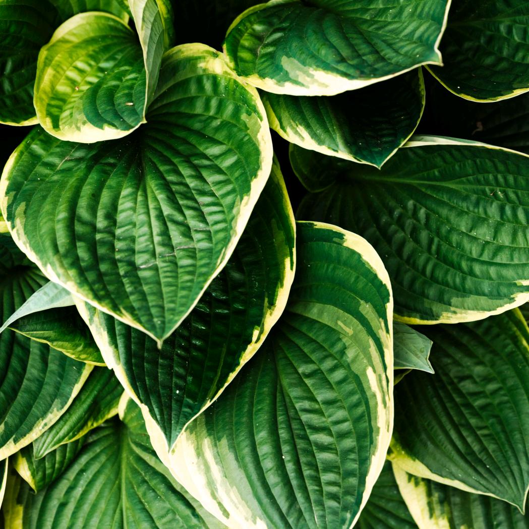 深圳学车！驾校樟坑径