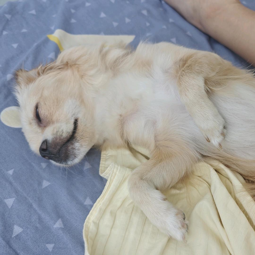 睡迷糊的小狗🐶