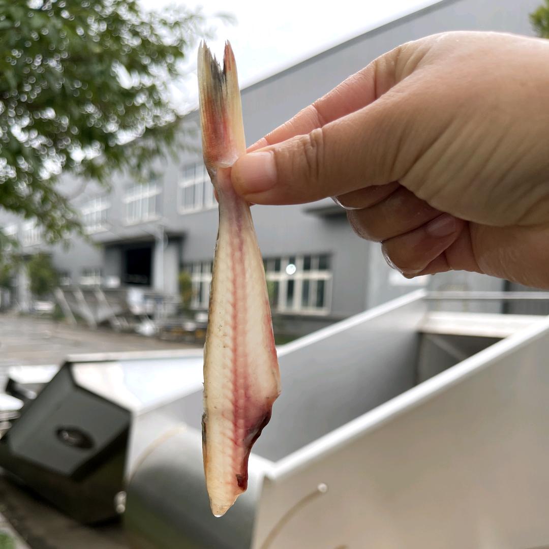 海之源鱼类加工机械