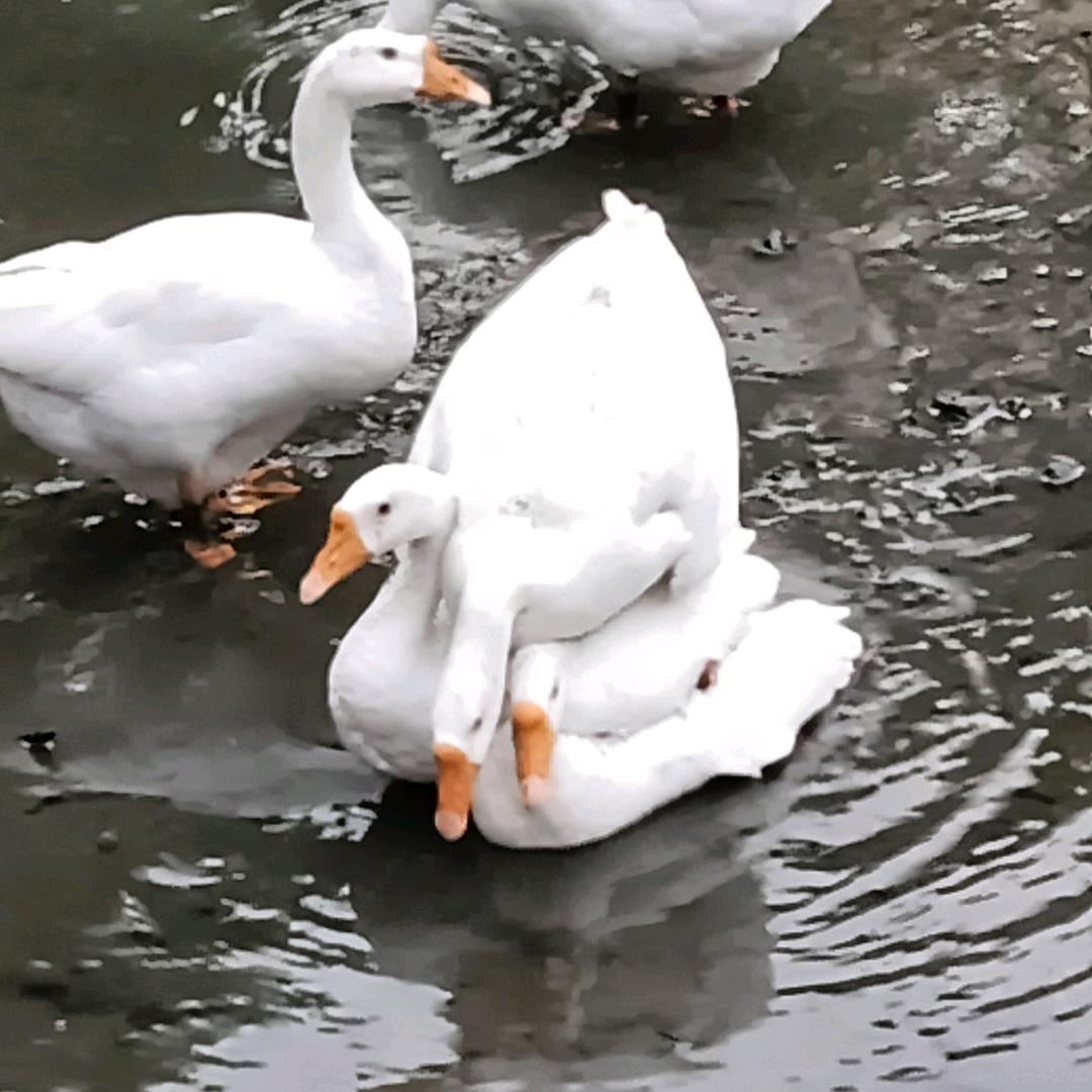 崇州梓潼小马儿