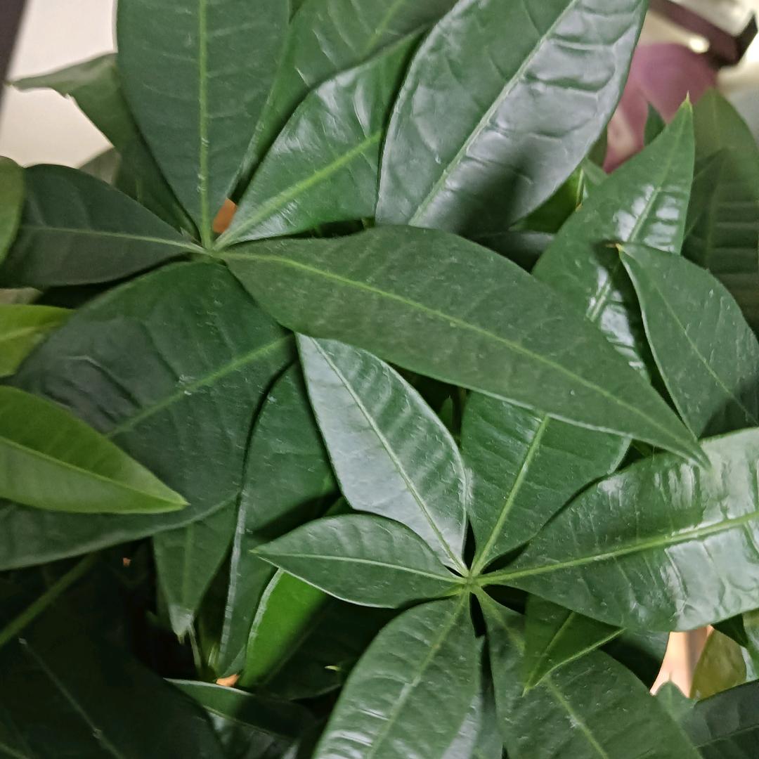 银梳肖