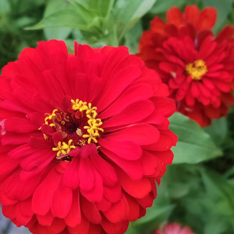 花无眠