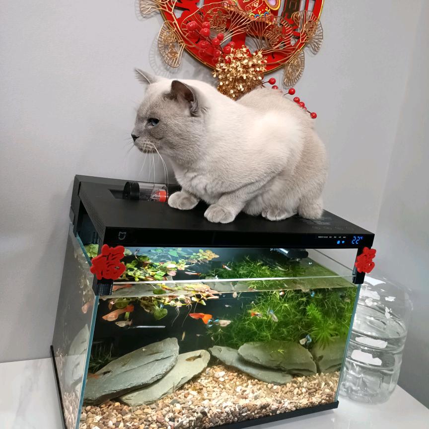 🐠缸上的猫