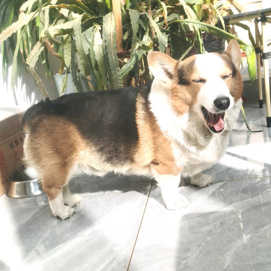 阿佑是只小短腿