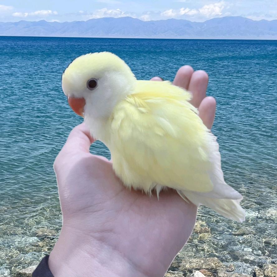 鹦鹉萌宠