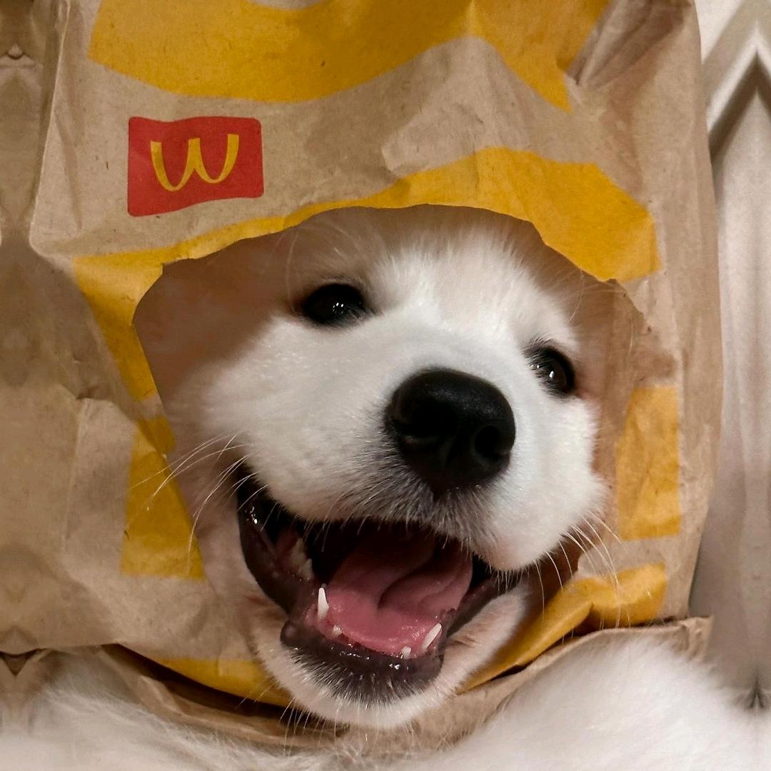 不爱吃饭！