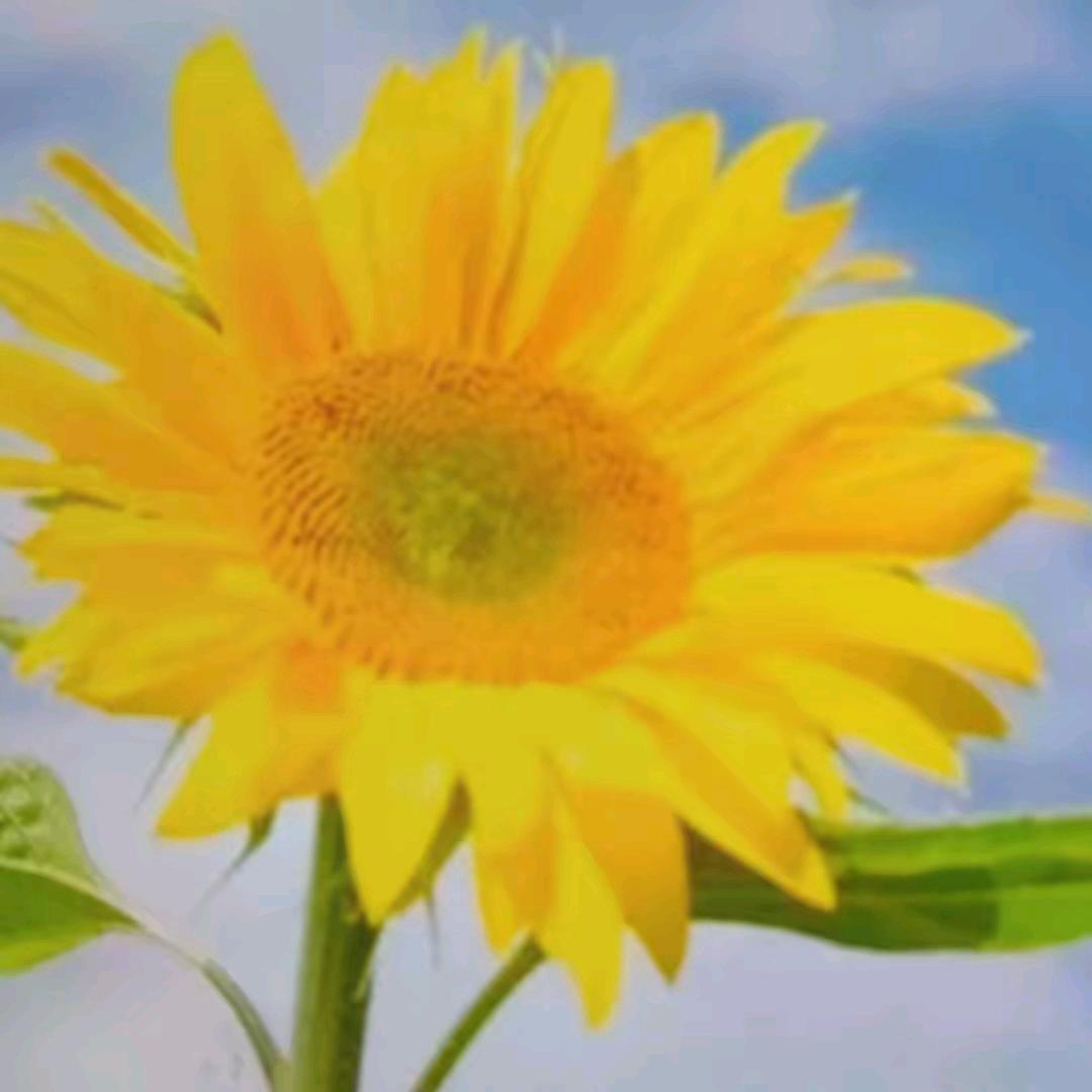 太阳花A2086大号晚9：36开播