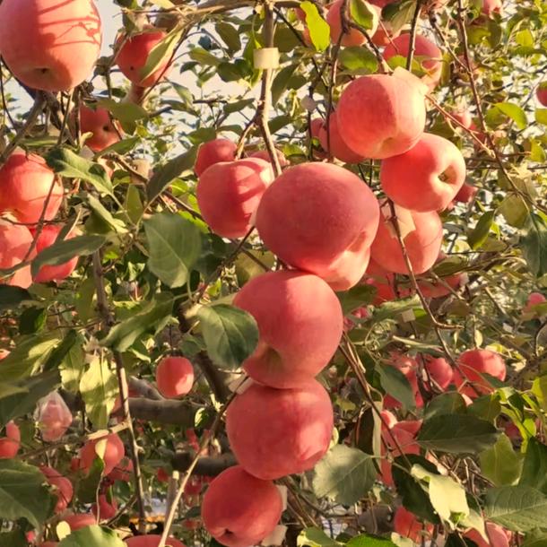 我在努力🍎